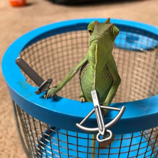 Хамелеоны и их цепкие лапки, которыми они держат всё, что им дать (20 фото)