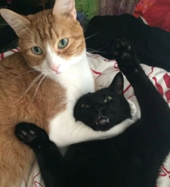 Смешных кошек вам в ленту! (19 фото)