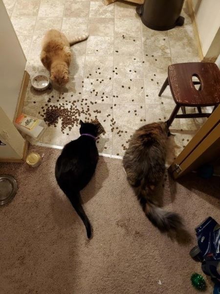 Хаос с лапками (15 фото)