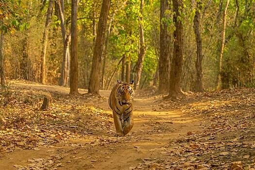 Женщина отравила мужа ради денег и инсценировала нападение тигра