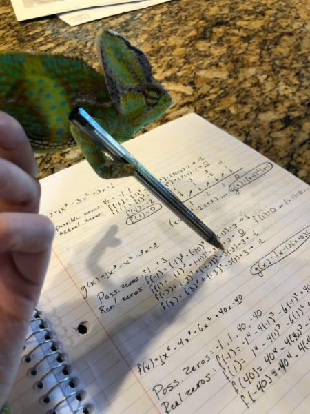 Хамелеоны и их цепкие лапки, которыми они держат всё, что им дать (20 фото)