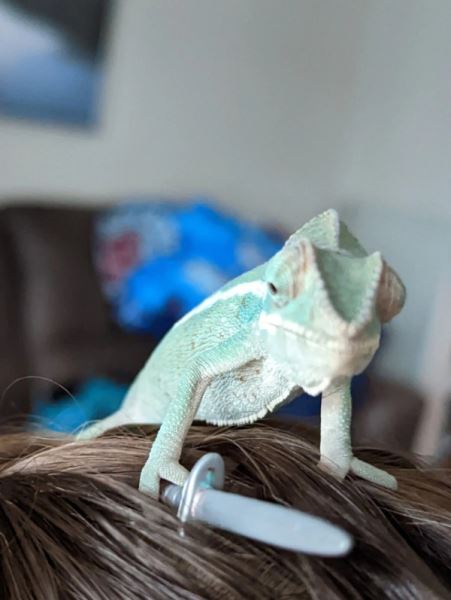 Хамелеоны и их цепкие лапки, которыми они держат всё, что им дать (20 фото)