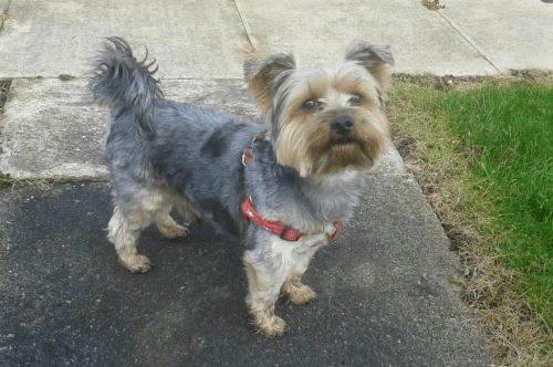 Незнакомец украл йоркширского терьера, выбежавшего со двора на улицу