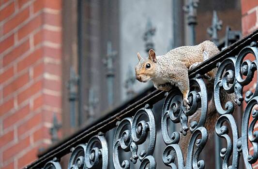 Агрессивная белка отправила в больницу двух человек