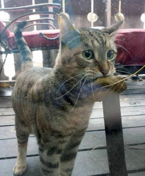 Фотоприколы для всех: «Моя голова после длинного дня…» (27 фото)