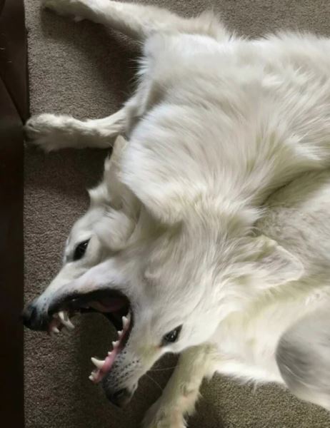 Прикольные фотографии, на которые придётся взглянуть дважды (12 шт)