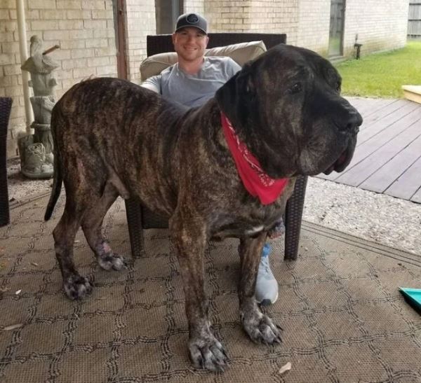 Большие друзья человека (20 фото)