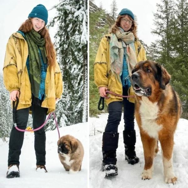 Большие друзья человека (20 фото)