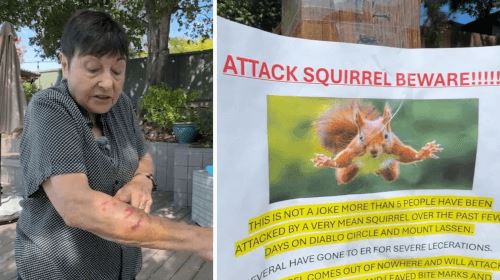 Злобная белка повадилась нападать на людей