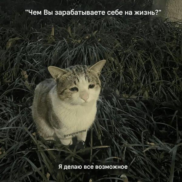 Котомемы для настроения (16 шт)