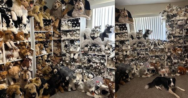 Уникальные и странные коллекции (18 фото)