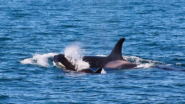 Скорбящая косатка отправилась в «тур печали» с бездыханным детенышем на пуповине