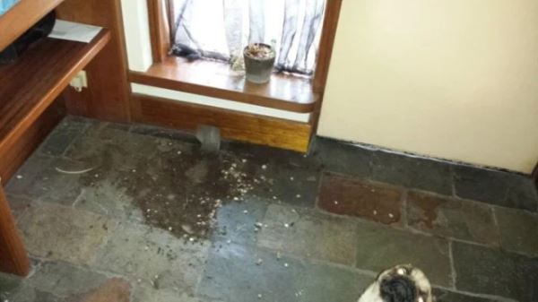 Хаос с лапками (15 фото)