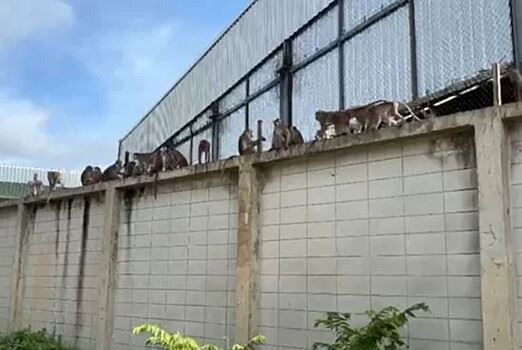 Сбежавшие из питомника обезьяны совершили набег на город в Таиланде