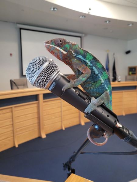 Хамелеоны и их цепкие лапки, которыми они держат всё, что им дать (20 фото)