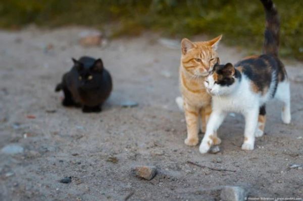 Смешных кошек вам в ленту! (19 фото)