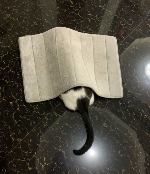 Домашние питомцы, которым прятки даются не очень (18 фото)