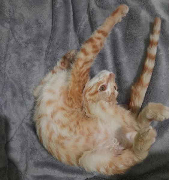 Забавные фотоиллюзии (13 шт)