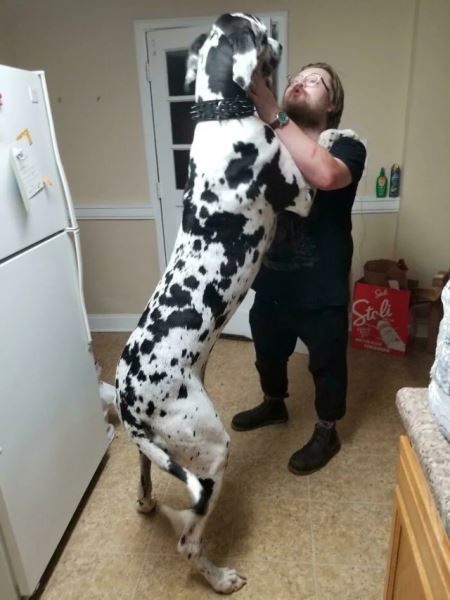 Большие друзья человека (20 фото)