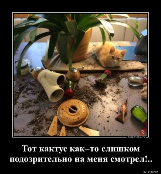 Демотиваторы прикольные для всех: «Фитотерапия» (17 фото)