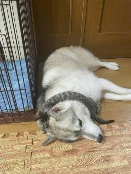 Смешные и милые собачьи кадры, чтобы день стал чуточку лучше (29 фото)