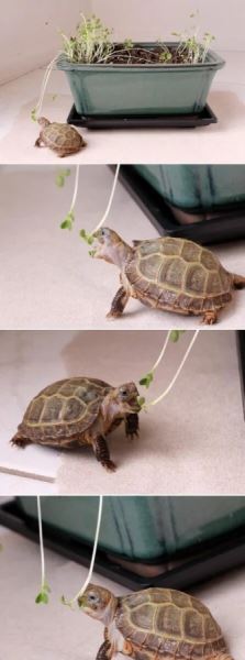 Хаос с лапками (15 фото)