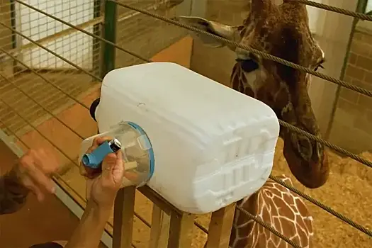 Жираф научился пользоваться ингалятором от заложенности носа