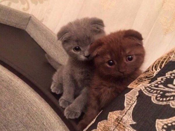 Пятничные фотоприколы: «Собираю шкаф по инструкции…» (33 шт)