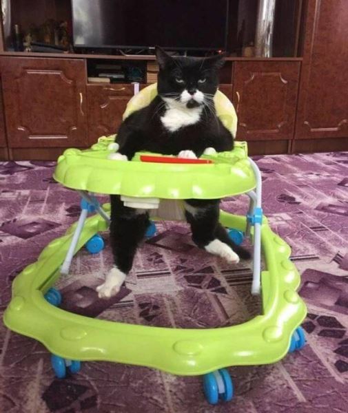 Пятничные фотоприколы: «Собираю шкаф по инструкции…» (33 шт)