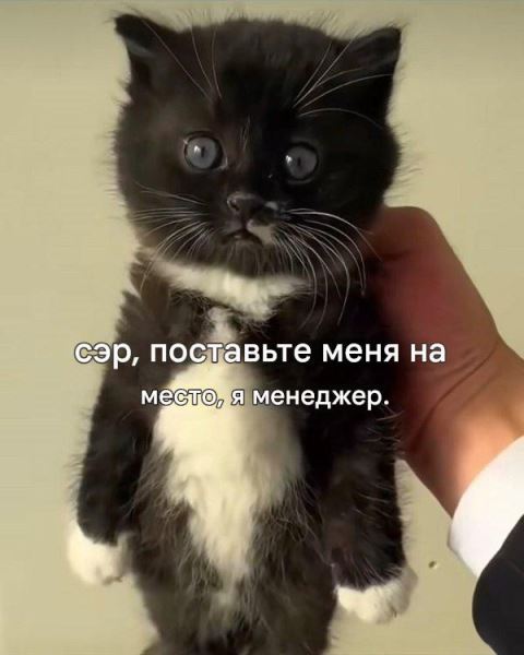 Котомемы для настроения (16 шт)