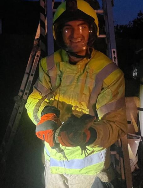 Ящерица, удравшая от владельца и застрявшая на дереве, получила помощь от пожарных