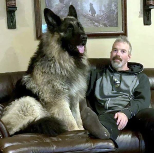 Большие друзья человека (20 фото)