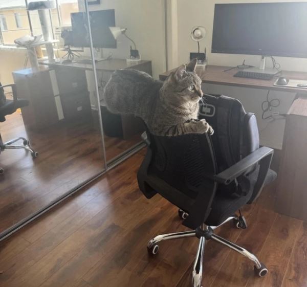 Забавные фотоиллюзии (13 шт)