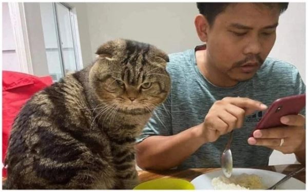 Смешных кошек вам в ленту! (19 фото)