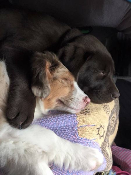 Фотоприколы в понедельник: «Туи ели сосны» (29 фото)