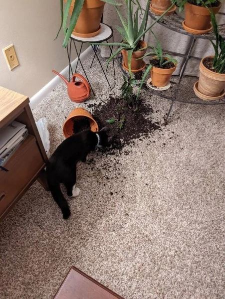 Хаос с лапками (15 фото)