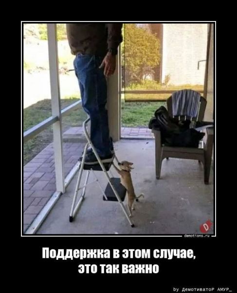 Демотиваторов пост: «Дорогу королю!» (13 фото)