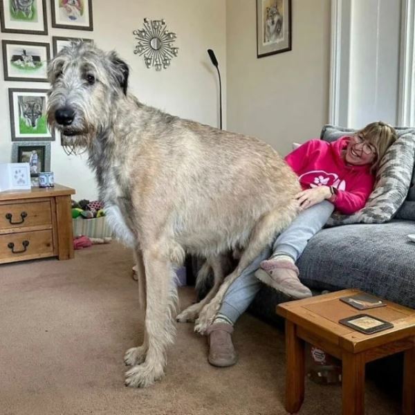 Большие друзья человека (20 фото)