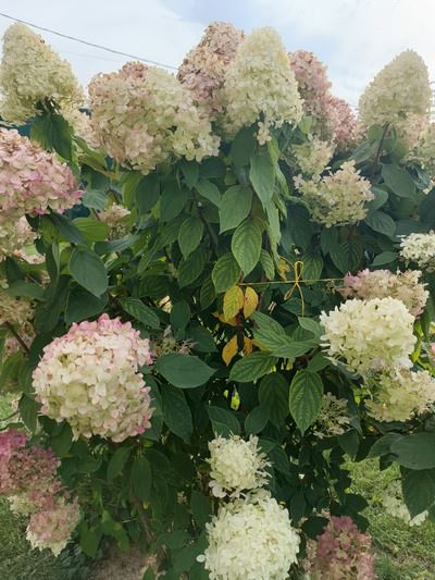 Удобство для геймеров: Обзор смартфона  Infinix GT 30 Pro