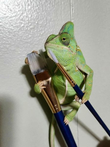 Хамелеоны и их цепкие лапки, которыми они держат всё, что им дать (20 фото)