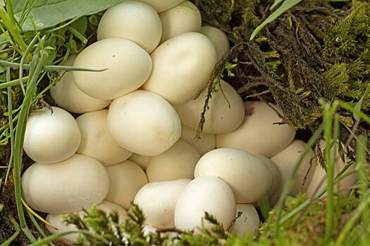 Женщина приняла змеиные яйца за грибы и поплатилась за невнимательность