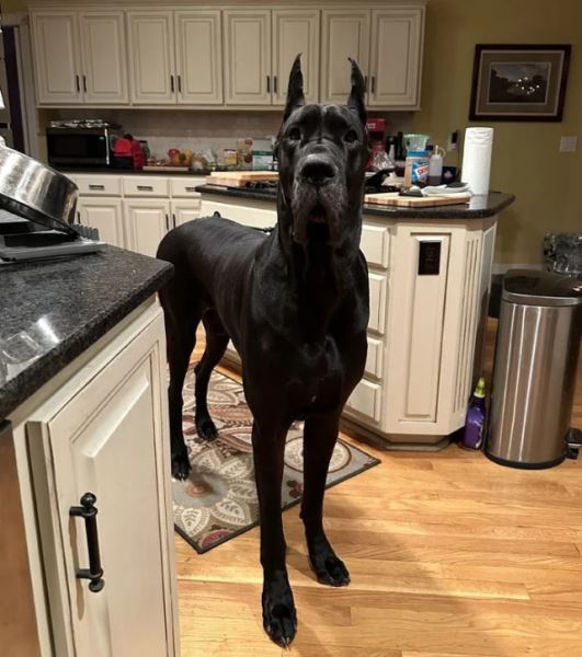 Большие друзья человека (20 фото)