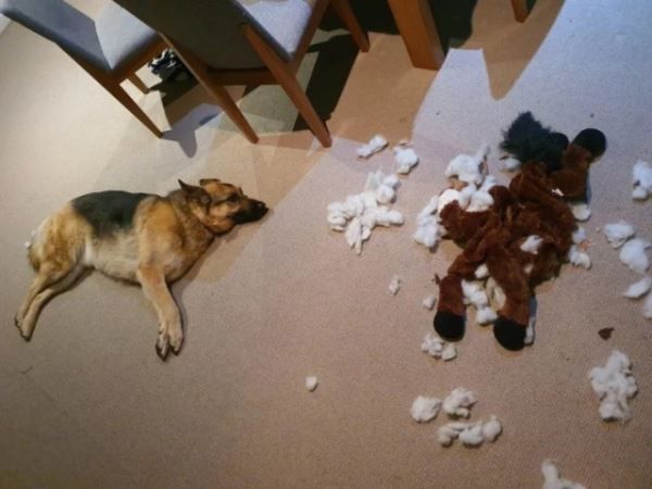 Хаос с лапками (15 фото)