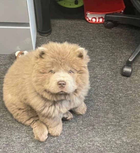 Приколы дня для всех и для каждого: «Когда единственный на созвоне…» (28 фото)