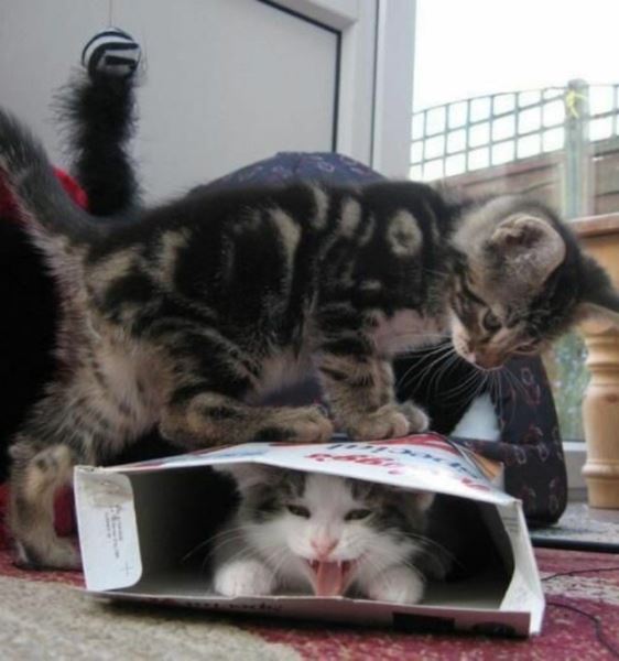 Смешные стоп-кадры и фотоиллюзии (15 шт)