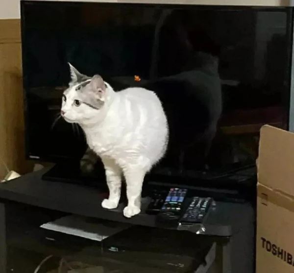 Забавные фотоиллюзии (13 шт)