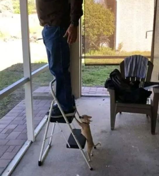 Смешные и милые собачьи кадры, чтобы день стал чуточку лучше (29 фото)