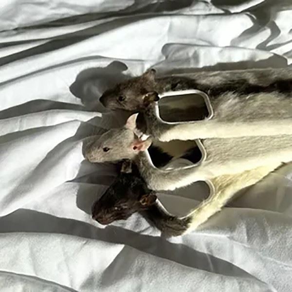 Нет-нет, только не это! (22 фото)