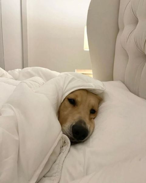 Смешные и милые собачьи кадры, чтобы день стал чуточку лучше (29 фото)