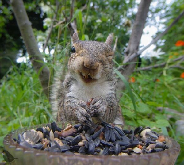 Женщина установила камеру на кормушку для птиц, и вот каких гостей она запечатлела (28 фото)